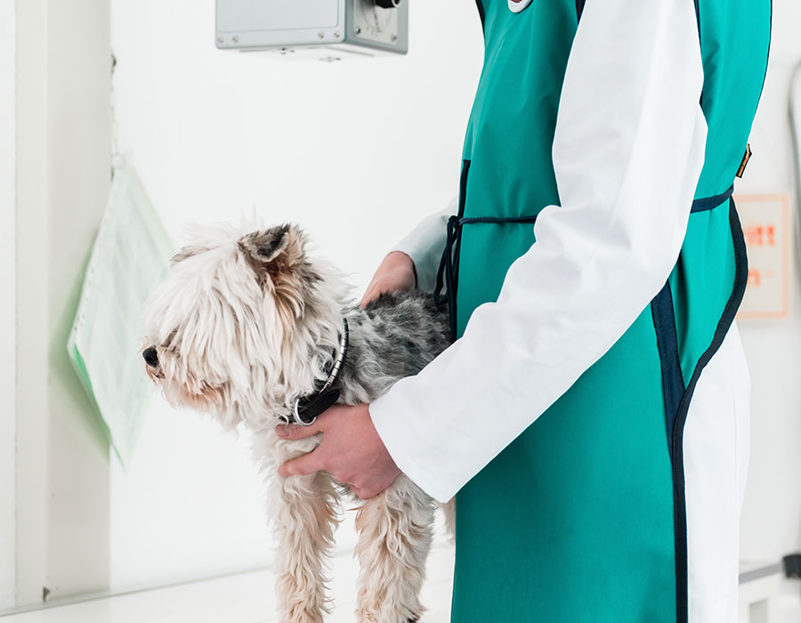 A Radiologia Veterinária